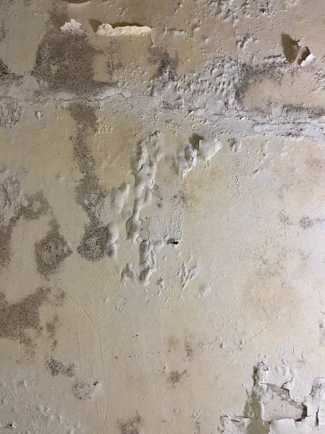 Silver Lake, OH Mold Remediation Company