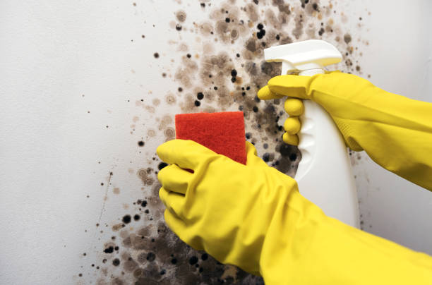 Best Insurance-Related Mold Remediation in Silver Lake, OH